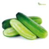 Organic Cucumber Harvest - Alfahaam