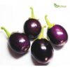 Fresh organic green Brinjal variety - Alfahaam